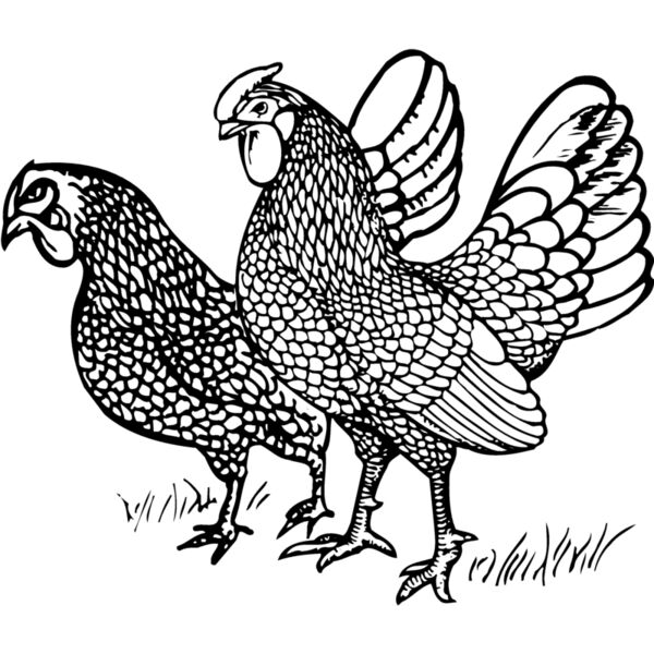 CHICK007 Miniaturansicht