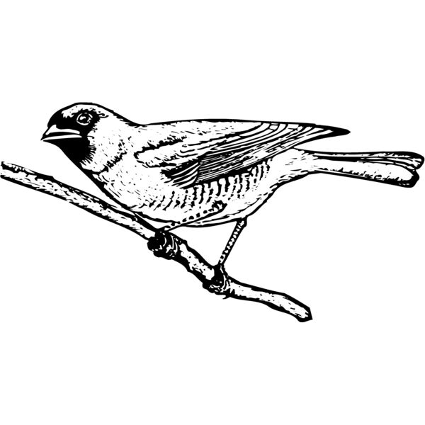 BIRD024 Miniaturansicht