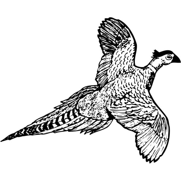 BIRD056 Miniaturansicht