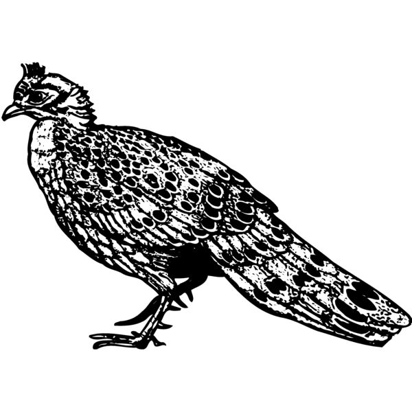 BIRD060 Miniaturansicht