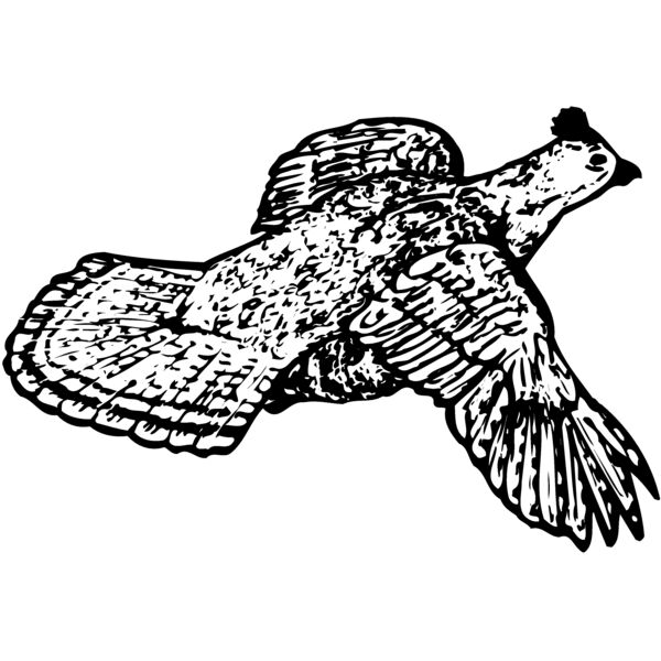 BIRD066 Miniaturansicht