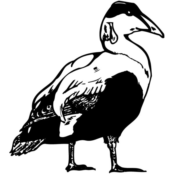 BIRD104 Miniaturansicht