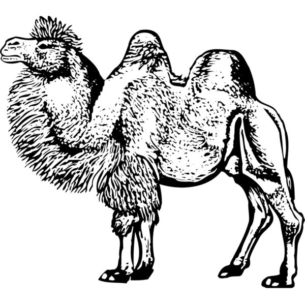 CAMEL003 Miniaturansicht