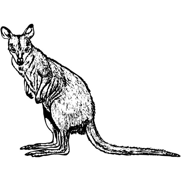 KANG004 Miniaturansicht