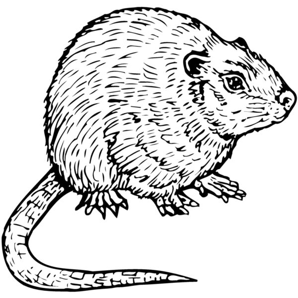 MOUSE002 Miniaturansicht