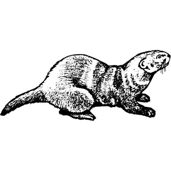 OTTER001 Miniaturansicht