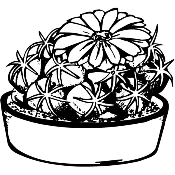 CACTUS02 Miniaturansicht