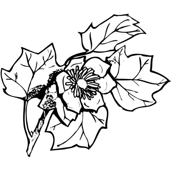 FLOWER09 Miniaturansicht