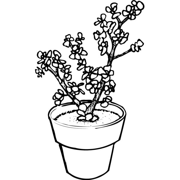 PLANT05 Miniaturansicht